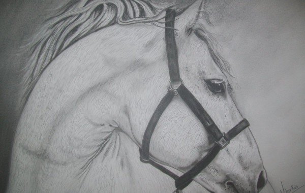 LUSITANO BRANCO