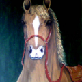 CAVALO