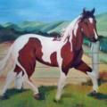 CAVALO