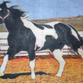 Cavalo