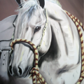 LUSITANO BRANCO
