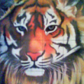 Tigre